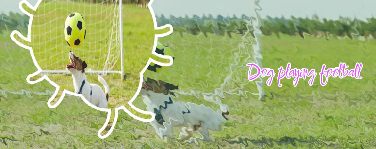 Dog playing football